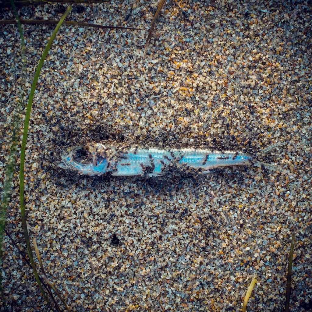 dead-fish-Snapseed.jpg