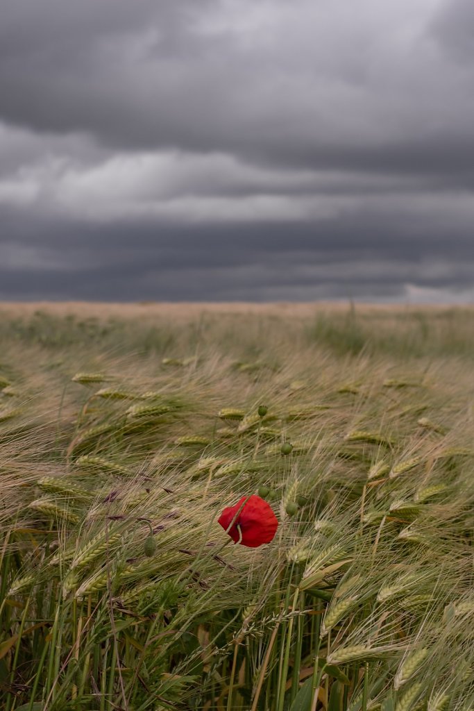 coquelicot-ble-reeboot.jpg