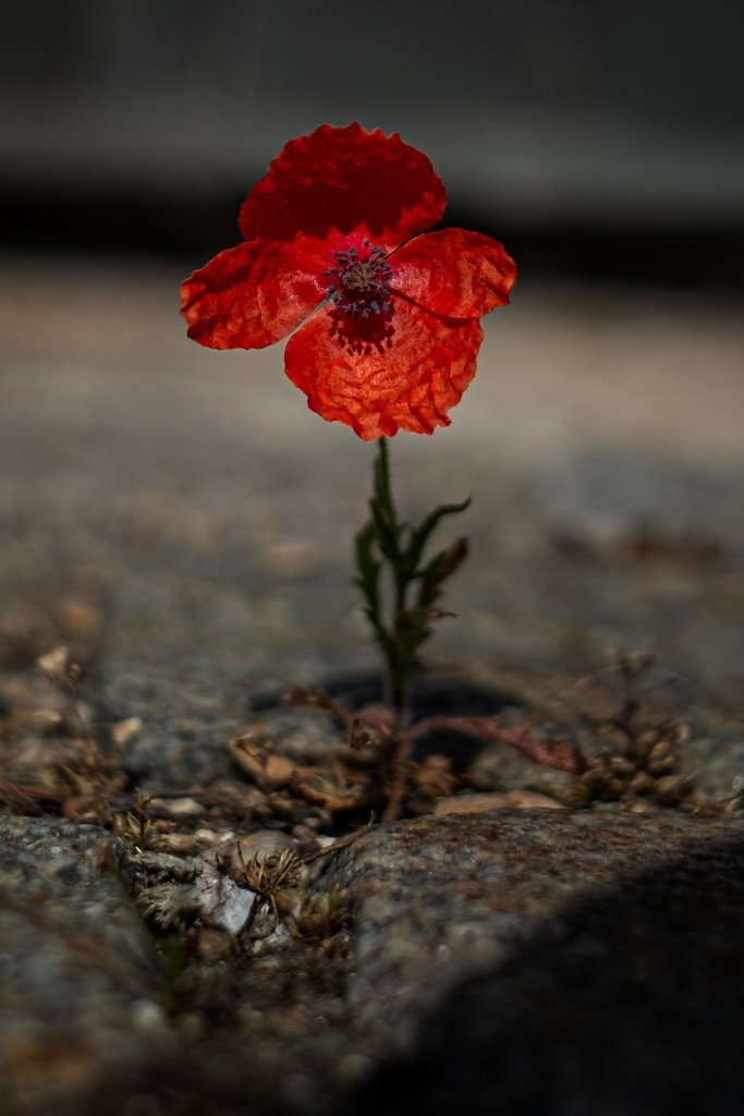 coquelicot-reboot.jpg