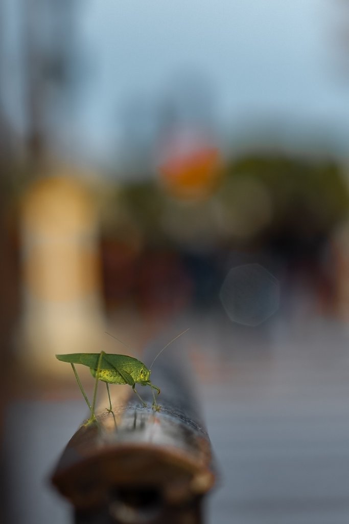 cricket-reboot-portrait.jpg